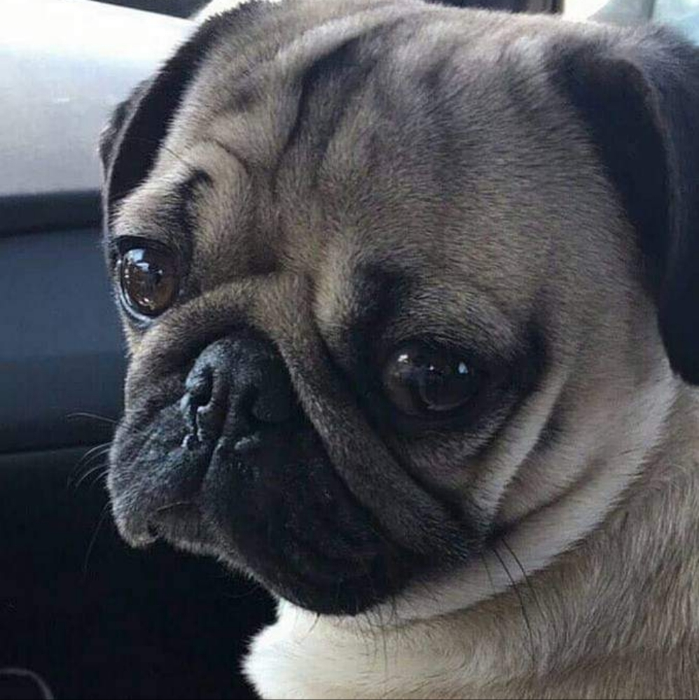 Meet your Posher, Boca